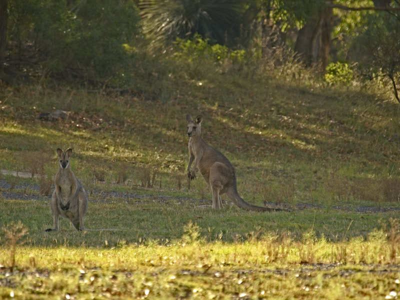 Kangaroo, Warrumbungle